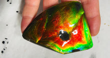 Load image into Gallery viewer, AAA+ Ammolite gemstone with dinasour bite