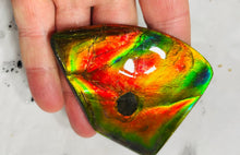 Load image into Gallery viewer, AAA+ Ammolite gemstone with dinasour bite