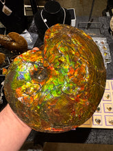 Load image into Gallery viewer, AAA+ Alberta Ammonite specimen