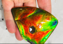 Load image into Gallery viewer, AAA+ Ammolite gemstone with dinasour bite