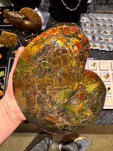 Load image into Gallery viewer, AAA+ Alberta Ammonite specimen