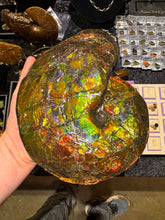 Load image into Gallery viewer, AAA+ Alberta Ammonite specimen