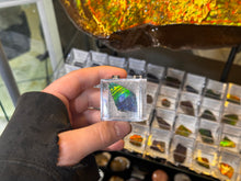 Load image into Gallery viewer, AMMOLITE specimen collectibles