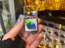 Load image into Gallery viewer, AMMOLITE specimen collectibles