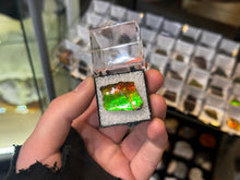 Load image into Gallery viewer, AMMOLITE specimen collectibles