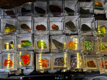 Load image into Gallery viewer, AMMOLITE specimen collectibles