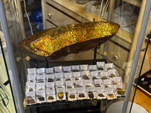Load image into Gallery viewer, AMMOLITE specimen collectibles