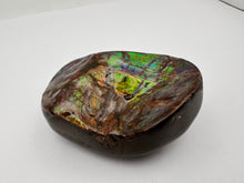 Load image into Gallery viewer, ammolite palm stone specimen