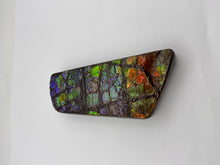 Load image into Gallery viewer, dragon scale ammolite fossil