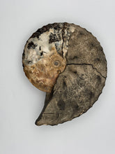Load image into Gallery viewer, ammonite fossil puzzle