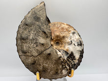 Load image into Gallery viewer, ammonite fossil puzzle