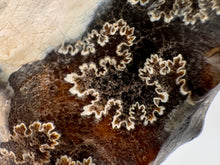 Load image into Gallery viewer, ammonite fossil puzzle