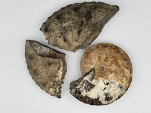 Load image into Gallery viewer, ammonite fossil puzzle