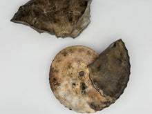 Load image into Gallery viewer, ammonite fossil puzzle