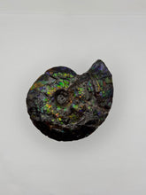 Load image into Gallery viewer, ammonite ammolite fossil