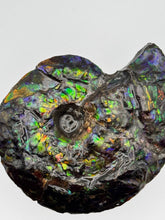 Load image into Gallery viewer, ammonite ammolite fossil