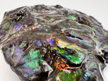 Load image into Gallery viewer, ammonite ammolite fossil