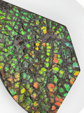 Load image into Gallery viewer, ammolite fossil specimen