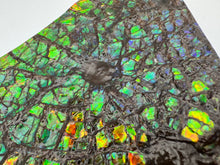 Load image into Gallery viewer, ammolite fossil specimen