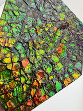Load image into Gallery viewer, ammolite fossil specimen