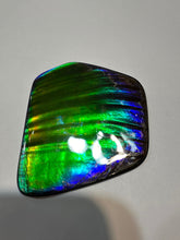 Load image into Gallery viewer, Beautiful hand-polished Ammolite with vibrant greens and blues