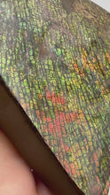 Load and play video in Gallery viewer, ammolite freeform palm stone fossil