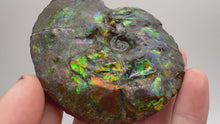 Load and play video in Gallery viewer, ammonite ammolite fossil