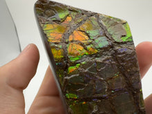 Load and play video in Gallery viewer, dragon scale ammolite fossil