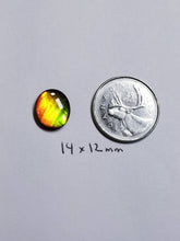 Load image into Gallery viewer, Ammolite calibrated 14x12mm triplet cabochon (x32)