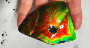 AAA+ Ammolite gemstone with dinasour bite