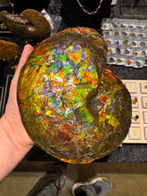 Load image into Gallery viewer, AAA+ Alberta Ammonite specimen
