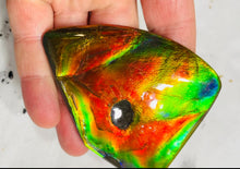 Load image into Gallery viewer, AAA+ Ammolite gemstone with dinasour bite
