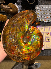 Load image into Gallery viewer, AAA+ Alberta Ammonite specimen
