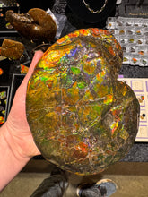 Load image into Gallery viewer, AAA+ Alberta Ammonite specimen
