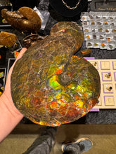 Load image into Gallery viewer, AAA+ Alberta Ammonite specimen
