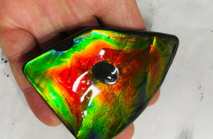 AAA+ Ammolite gemstone with dinasour bite