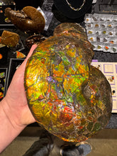 Load image into Gallery viewer, AAA+ Alberta Ammonite specimen
