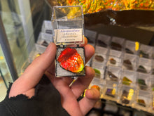 Load image into Gallery viewer, AMMOLITE specimen collectibles
