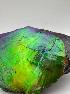 matching natural ammolite specimen
