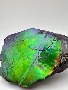 matching natural ammolite specimen