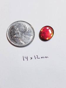 Ammolite calibrated triplet 14x12mm cabochon (x33)