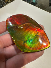 Load image into Gallery viewer, Beautiful Red and Green Two Sided Hand Polished Ammolite
