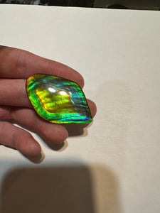 Beautiful hand-polished Ammolite with vibrant blues and greens