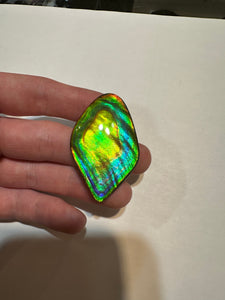 Beautiful hand-polished Ammolite with vibrant blues and greens