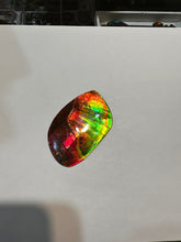 Load image into Gallery viewer, Beautiful Red and Green Two Sided Hand Polished Ammolite
