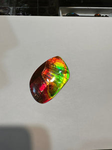 Beautiful Red and Green Two Sided Hand Polished Ammolite