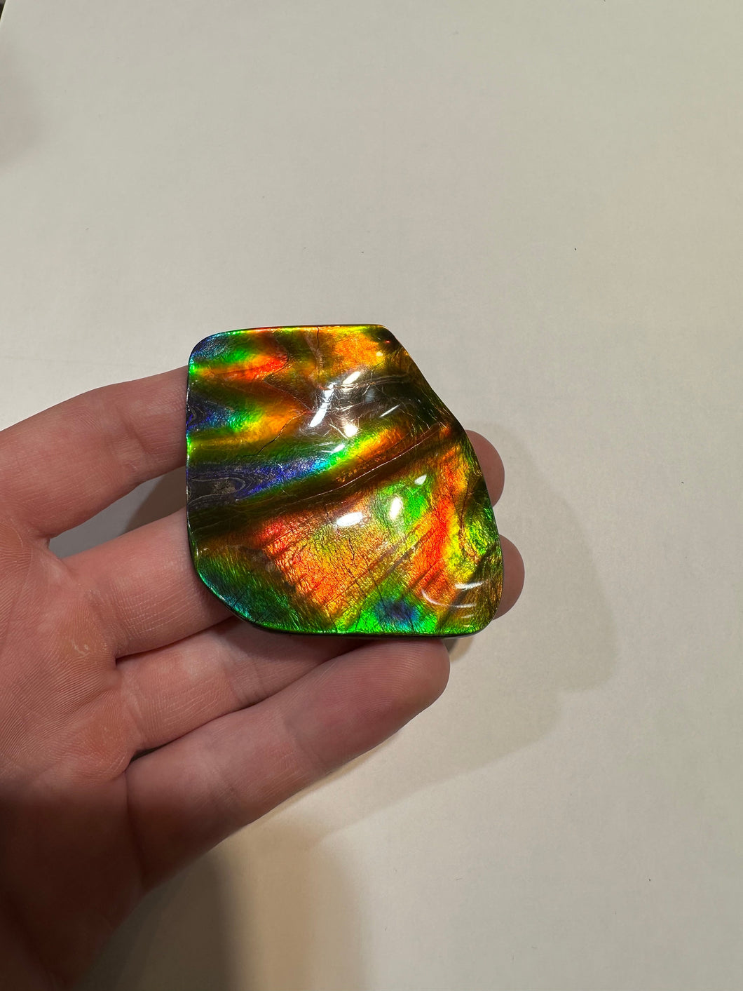 Beautiful Hand Polished Ammolite with Multiple Vibrant Colours