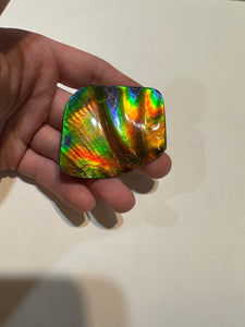 Beautiful Hand Polished Ammolite with Multiple Vibrant Colours