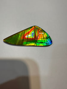 Beautiful hand-polished Ammolite with vibrant yellows and reds