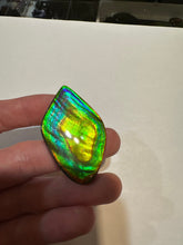 Load image into Gallery viewer, Beautiful hand-polished Ammolite with vibrant blues and greens
